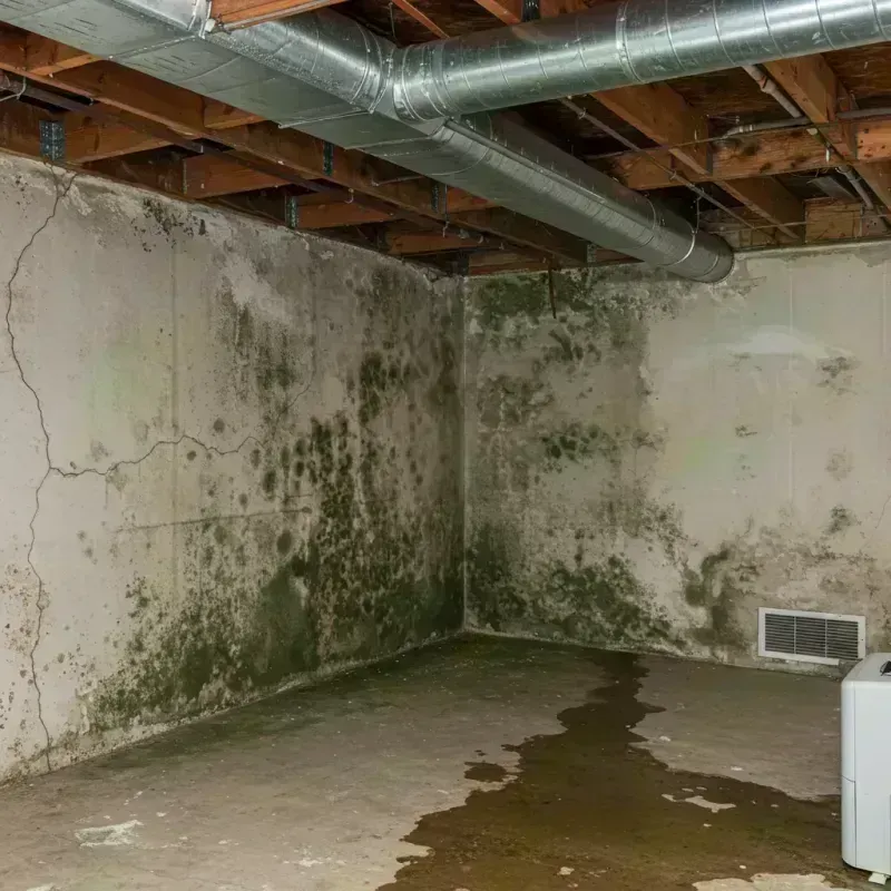 Professional Mold Removal in Greenwood, MO